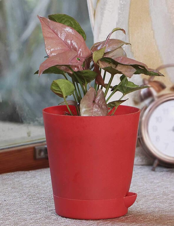 Syngonium Pink Neon Indoor Plant With Self Watering Pot